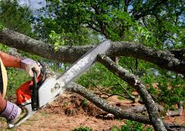 Best Commercial Tree Services  in Jeffersonville, OH