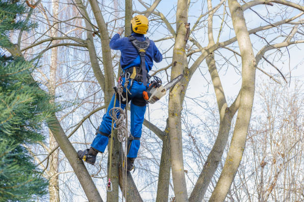 How Our Tree Care Process Works  in  Jeffersonville, OH