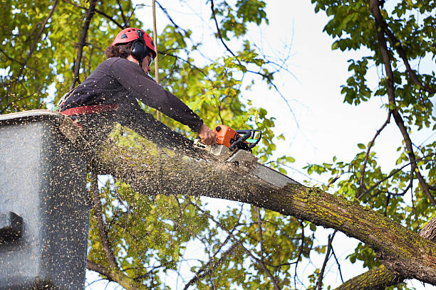 Reliable Jeffersonville, OH Tree Services Solutions